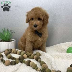 Caleb, Miniature Poodle Puppy